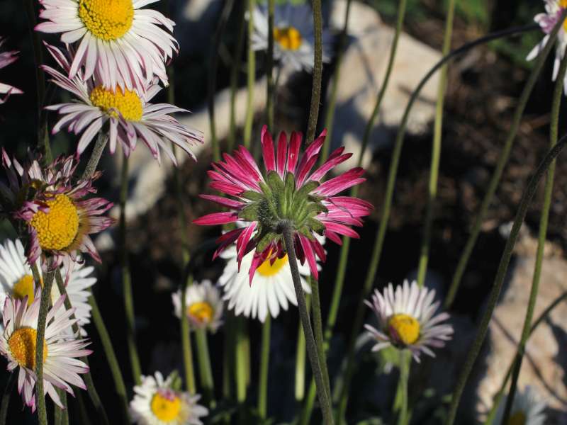 Bellis sylvestris / Margherita autunnale